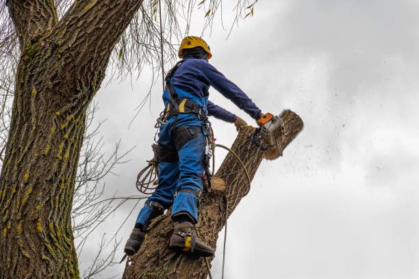 Best Emergency Tree Service  in Mountain Home, AR